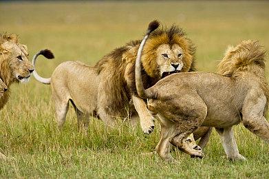 《我的世界》更新1.21发布 修复不少问题